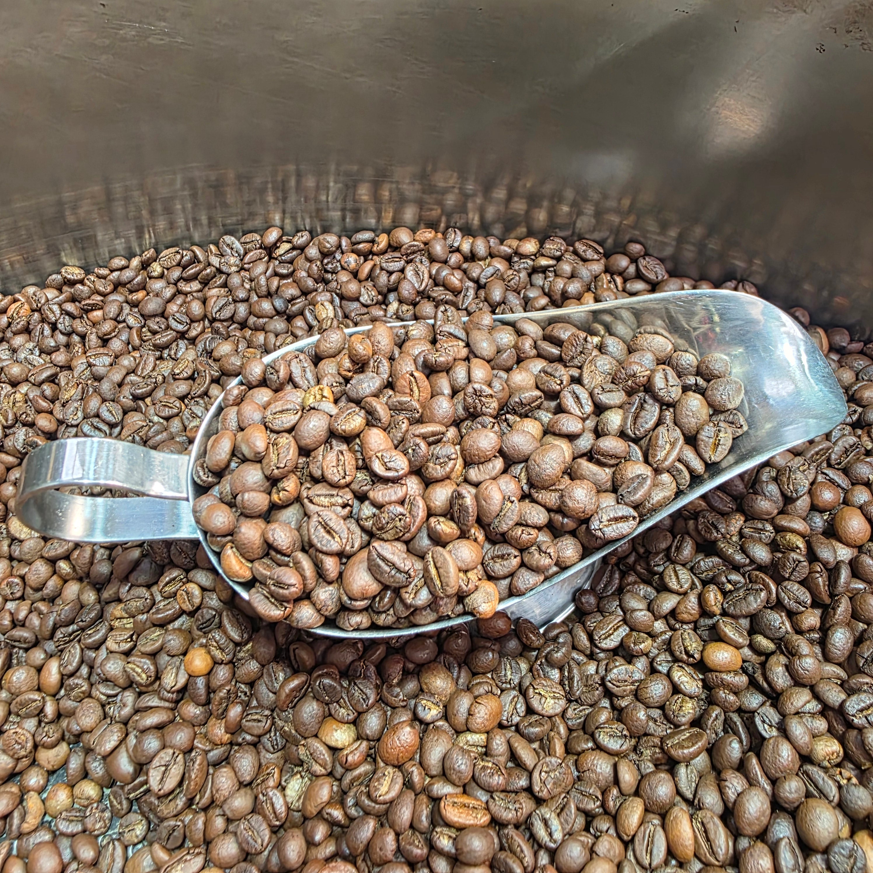 A metal scoop filled with roasted coffee beans resting on top of a large container of brown coffee beans.