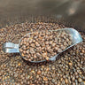 A metal scoop filled with roasted coffee beans resting on top of a large container of brown coffee beans.